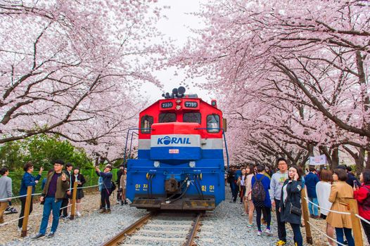 JINHAE,KOREA - APRIL 4 : Jinhae Gunhangje Festival is the largest cherry blossom festival in Korea.Tourists taking photos of the beautiful scenery around Jinhae,Korea on April 4,2015.