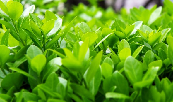 Green leaves in spring,Background