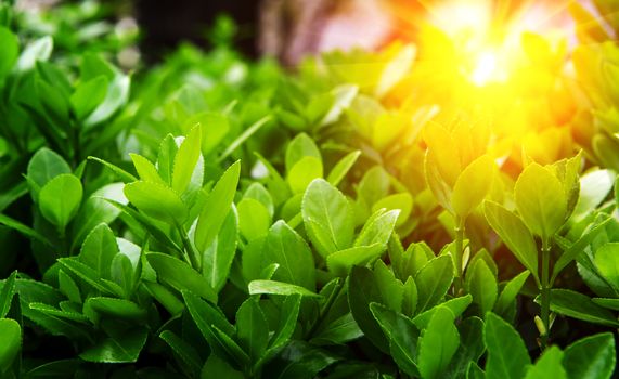 Green leaves in spring and sun light,Background