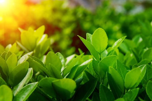 Green leaves and sun light in spring,Background