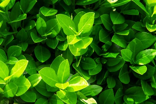 Green leaves in spring,Background