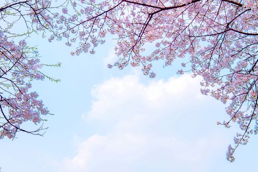 Cherry Blossom in Spring,Background.