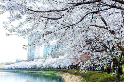 Cherry Blossom in Spring,Background.