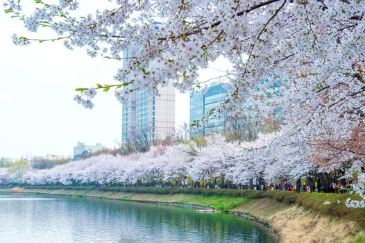 Cherry Blossom in Spring,Background.