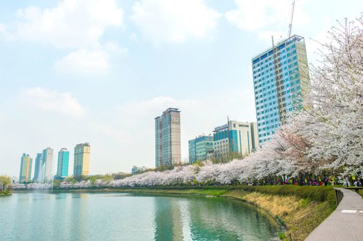 SEOUL,KOREA - APRIL 9 : Seoul cherry blossom festival in Korea.Tourists taking photos of the beautiful scenery around Seoul,Korea on April 9,2015.