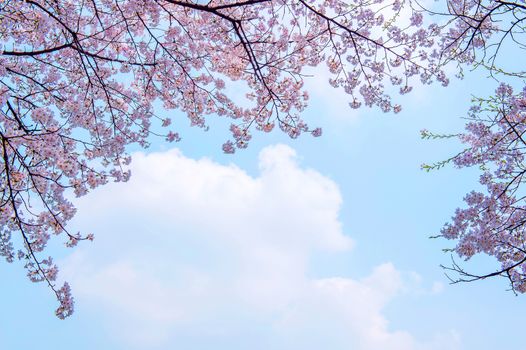 Cherry Blossom in Spring,Background.