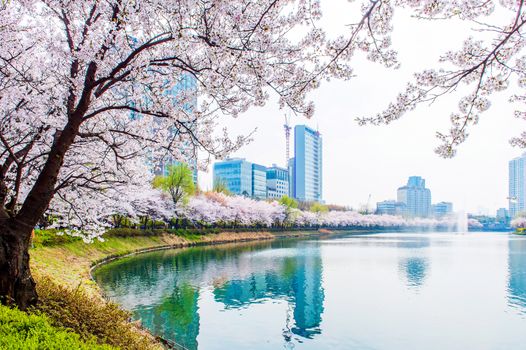 Cherry Blossom in Spring,Background.