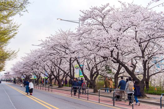 SEOUL,KOREA - APRIL 7 : Seoul cherry blossom festival in Korea.Tourists taking photos of the beautiful scenery around Seoul,Korea on April 7,2015.