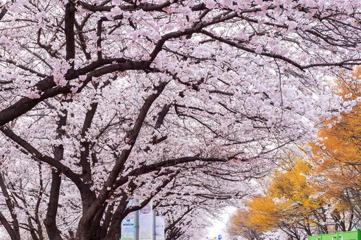 SEOUL,KOREA - APRIL 7 : Seoul cherry blossom festival in Korea.Tourists taking photos of the beautiful scenery around Seoul,Korea on April 7,2015.