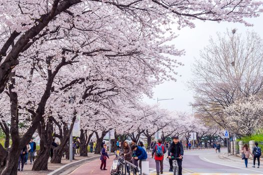 SEOUL,KOREA - APRIL 7 : Seoul cherry blossom festival in Korea.Tourists taking photos of the beautiful scenery around Seoul,Korea on April 7,2015.