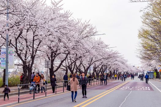 SEOUL,KOREA - APRIL 7 : Seoul cherry blossom festival in Korea.Tourists taking photos of the beautiful scenery around Seoul,Korea on April 7,2015.