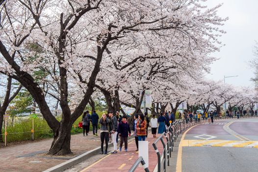 SEOUL,KOREA - APRIL 7 : Seoul cherry blossom festival in Korea.Tourists taking photos of the beautiful scenery around Seoul,Korea on April 7,2015.