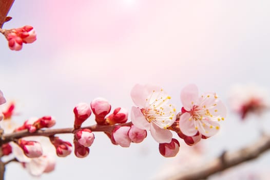 Cherry Blossom with Soft focus, Sakura season Background