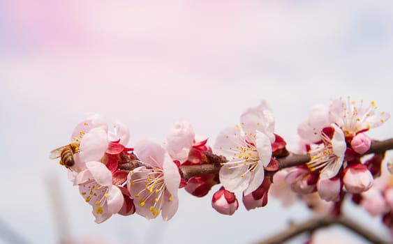 Cherry Blossom with Soft focus, Sakura season Background