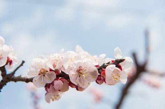 Cherry Blossom with Soft focus, Sakura season Background