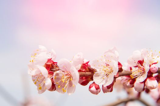 Cherry Blossom with Soft focus, Sakura season Background