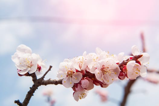 Cherry Blossom with Soft focus, Sakura season Background