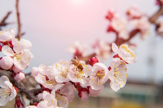 Cherry Blossom with Soft focus, Sakura season Background