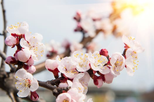 Cherry Blossom with Soft focus, Sakura season Background