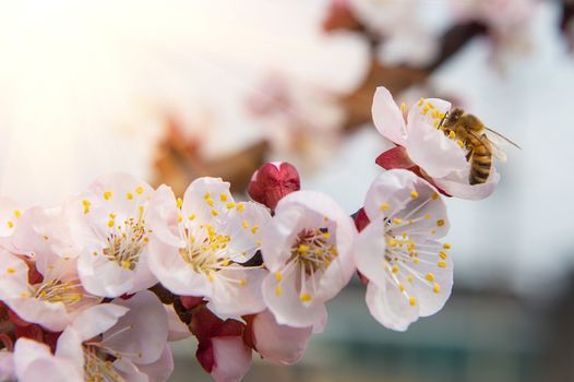 Cherry Blossom with Soft focus, Sakura season Background