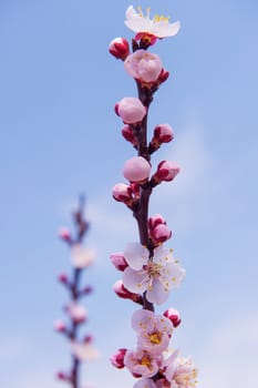 Cherry Blossom with Soft focus, Sakura season Background