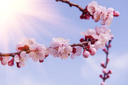 Cherry Blossom with Soft focus, Sakura season Background