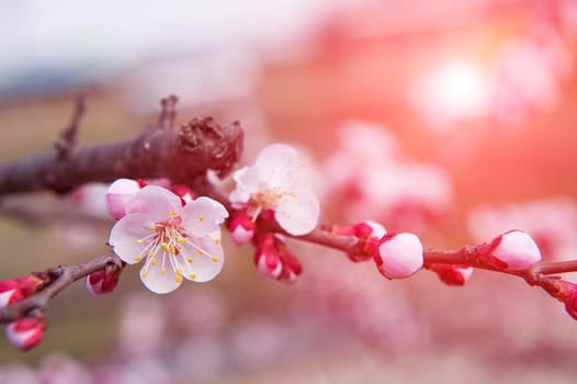 Cherry Blossom with Soft focus, Sakura season Background