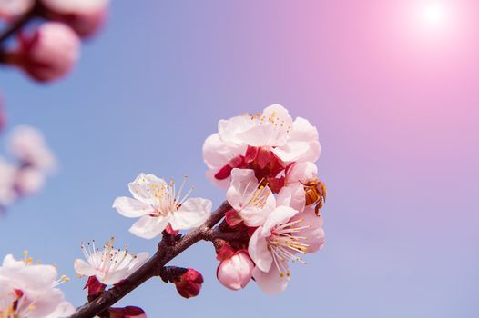 Cherry Blossom with Soft focus, Sakura season Background