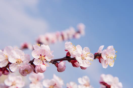 Cherry Blossom with Soft focus, Sakura season Background