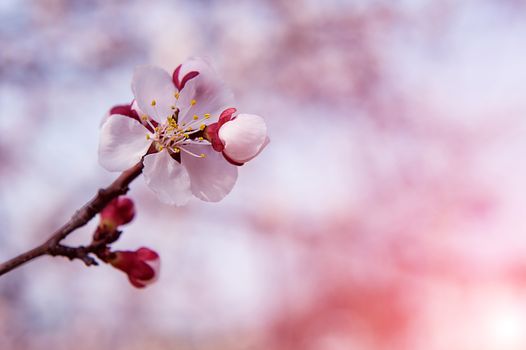 Cherry Blossom with Soft focus, Sakura season Background