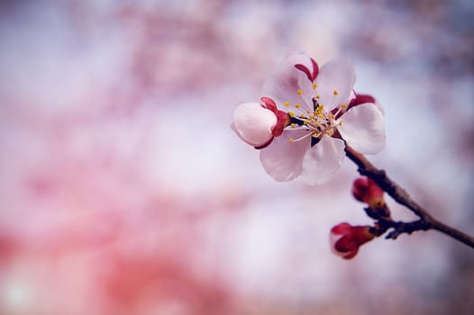 Cherry Blossom with Soft focus, Sakura season Background