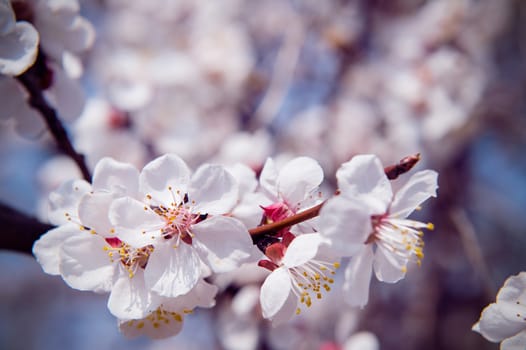 Cherry Blossom with Soft focus, Sakura season Background