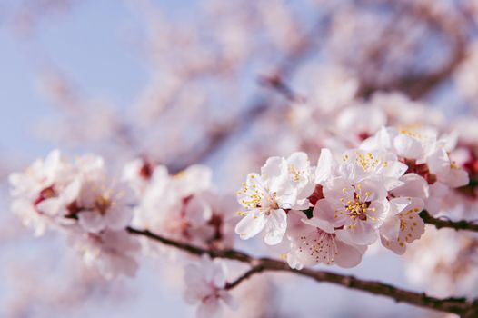 Cherry Blossom with Soft focus, Sakura season Background