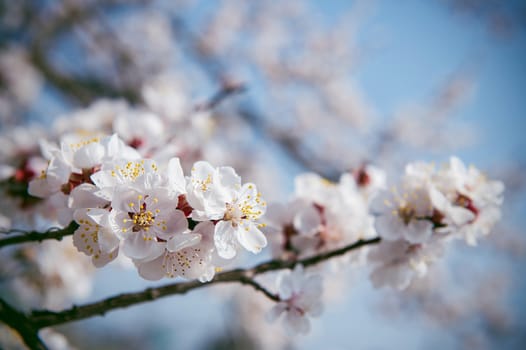 Cherry Blossom with Soft focus, Sakura season Background