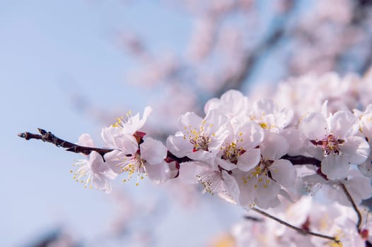 Cherry Blossom with Soft focus, Sakura season Background