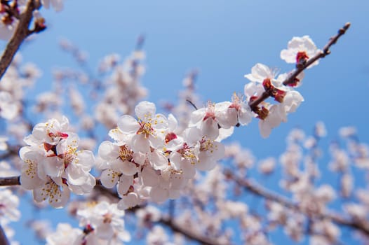 Cherry Blossom with Soft focus, Sakura season Background