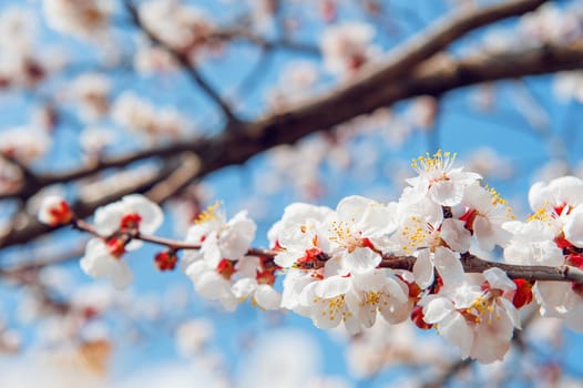 Cherry Blossom with Soft focus, Sakura season Background