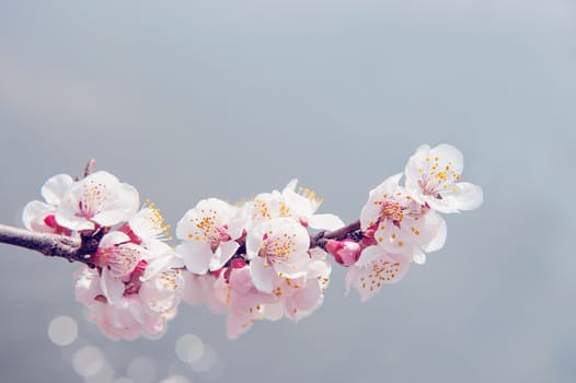 Cherry Blossom with Soft focus, Sakura season Background