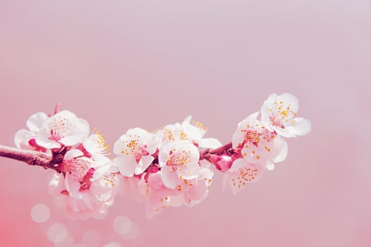 Cherry Blossom with Soft focus, Sakura season Background