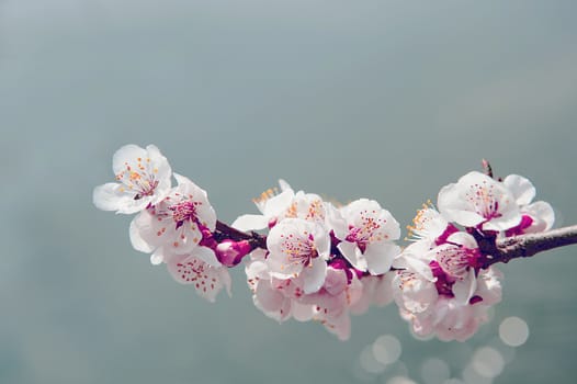 Cherry Blossom with Soft focus, Sakura season Background