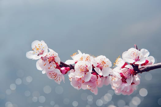 Cherry Blossom with Soft focus, Sakura season Background