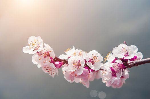 Cherry Blossom with Soft focus, Sakura season Background