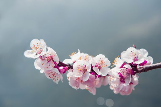 Cherry Blossom with Soft focus, Sakura season Background