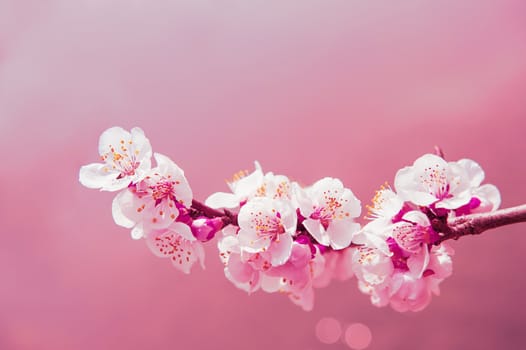 Cherry Blossom with Soft focus, Sakura season Background