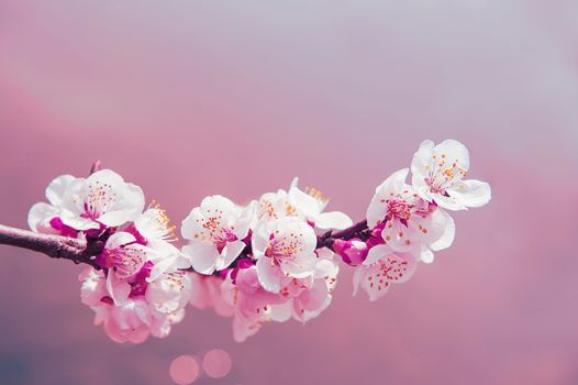 Cherry Blossom with Soft focus, Sakura season Background