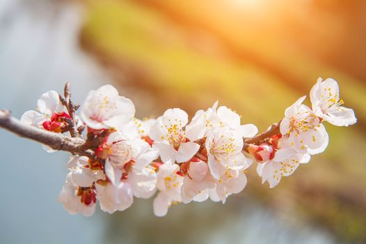 Cherry Blossom with Soft focus, Sakura season Background