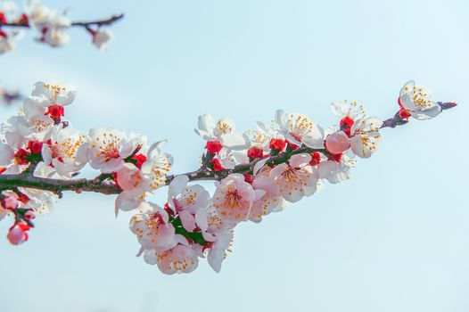 Cherry Blossom with Soft focus, Sakura season Background