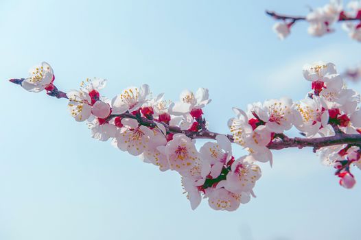 Cherry Blossom with Soft focus, Sakura season Background