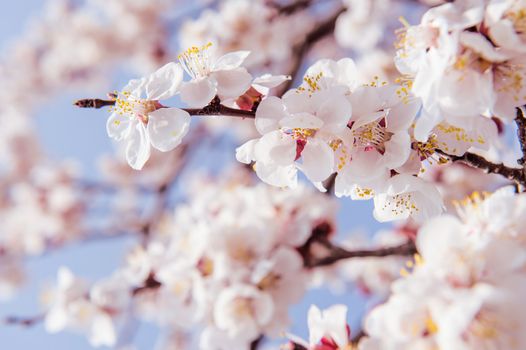 Cherry Blossom with Soft focus, Sakura season Background