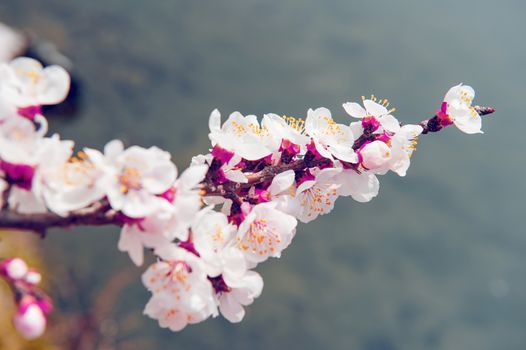 Cherry Blossom with Soft focus, Sakura season Background